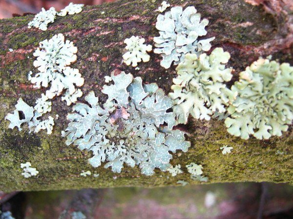  Mold on the trunk of a fruit tree speaks of poor care and the appearance of mushrooms