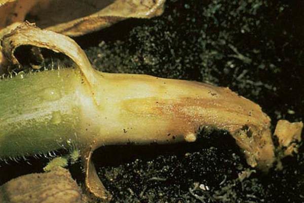 Rotola colletto radicolare o gamba nera