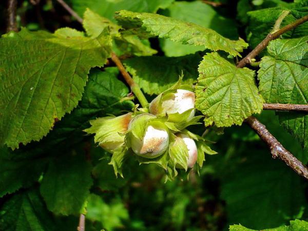  Common Hazel