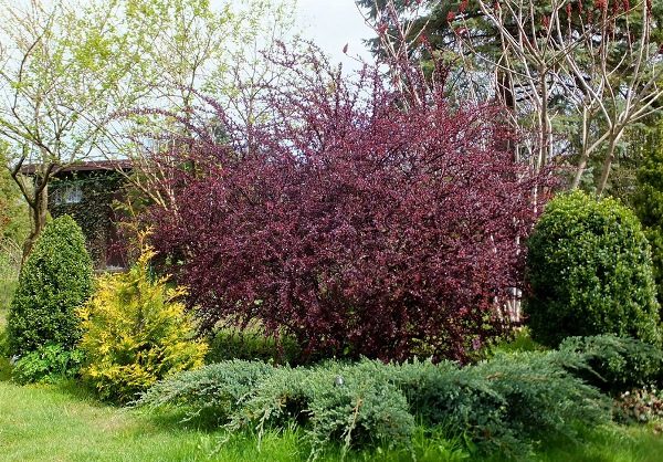  You can water 2-3 times a month for adult barberry bar Thunberg Atropurpurea