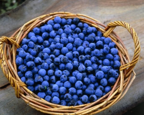  Freshly Thorn Fruit