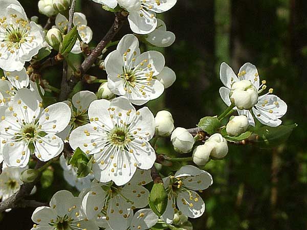  Thorn flowers