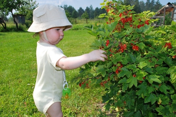  How to care for black, red and white currants after harvesting berries?