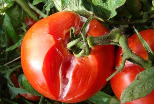 Spesso marciume bianco sui pomodori osservati durante la conservazione