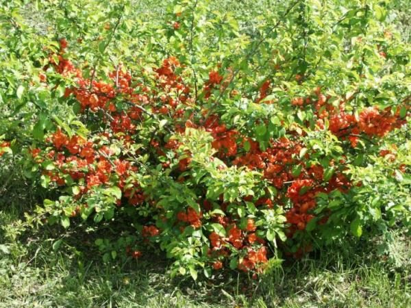  Mela cotogna giapponese Henomeles