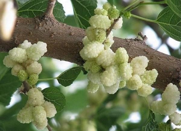  Dulapul doshab din fructe de dud alb