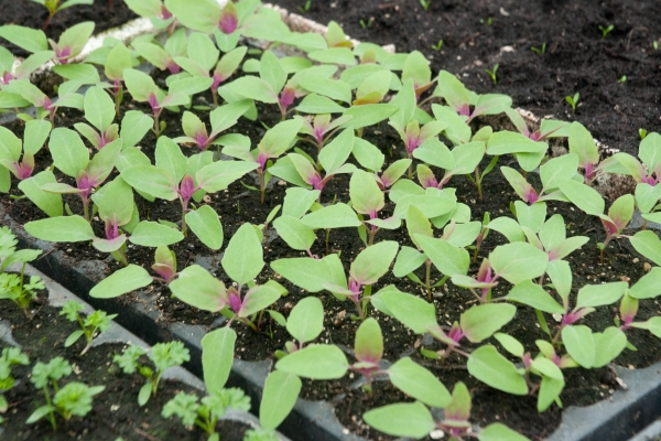  Strawberry spinach can be grown from seed or seedlings