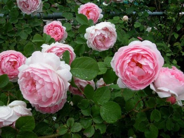  Shrubs with large rose buds