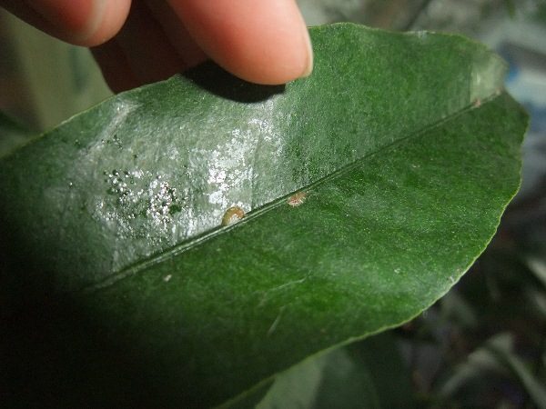  Kumquat leaves are struck by a shield