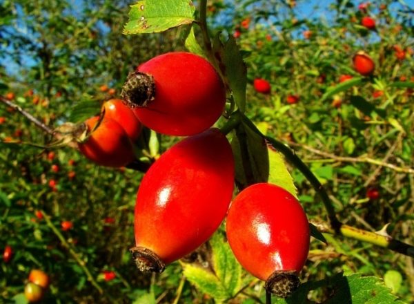  Wild rose hips
