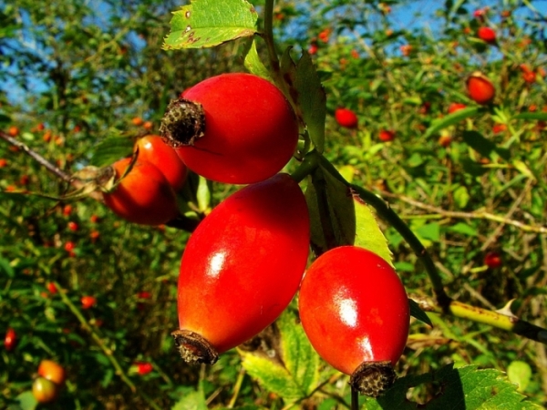  Wild rose hips