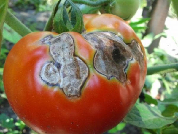  Marciume grigio su pomodoro