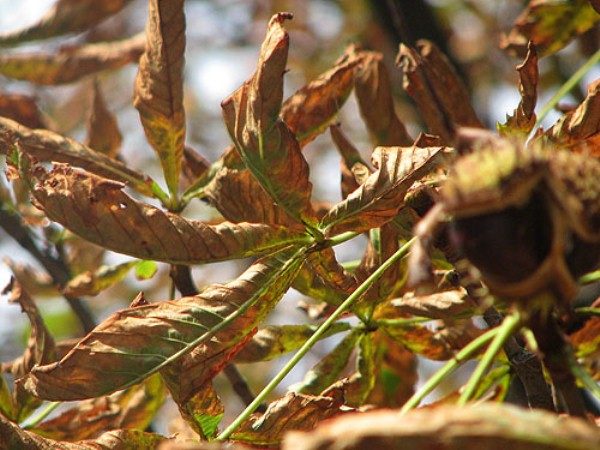  Rizo De Hoja De Castaño