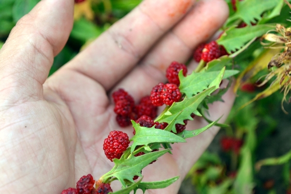  From strawberry spinach you can make jam, kvass, pies