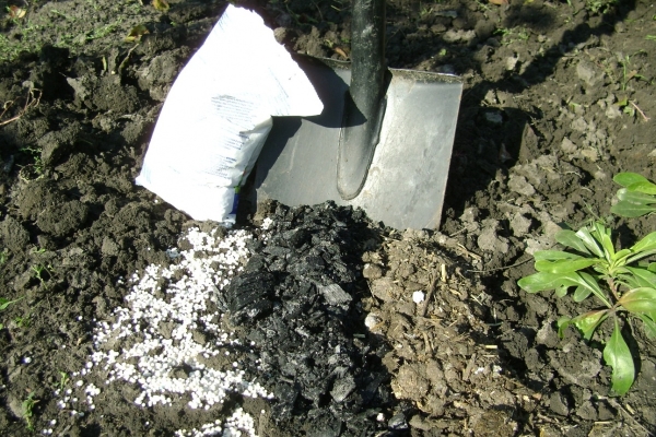  Potash phosphate fertilizers are applied under the currant bush in autumn, organic is used only in spring