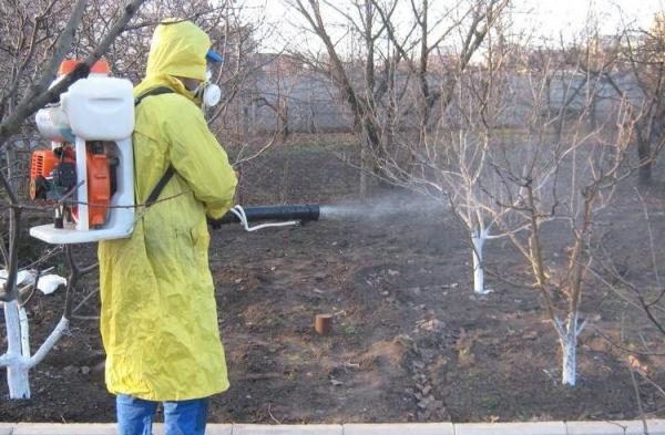  Caisele procesează lichid Bordeaux de 3% la spargerea mugurilor.