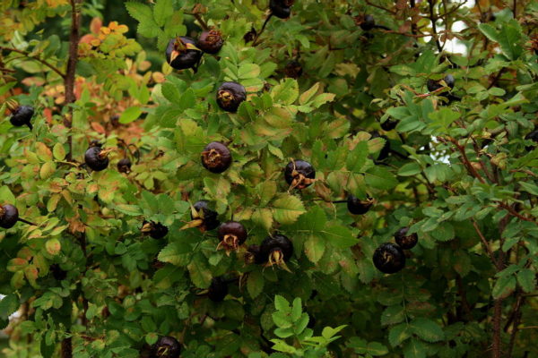  Ripe black rose hips on the bush