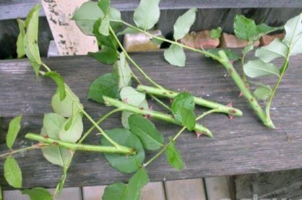  Rose cuttings for grafting