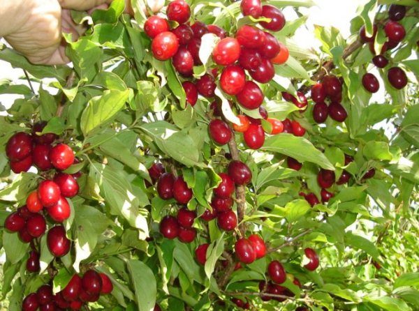Le bacche di corniolo aiutano con molte delle malattie più comuni