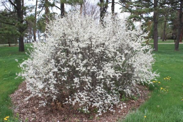  Bush thorns in bloom