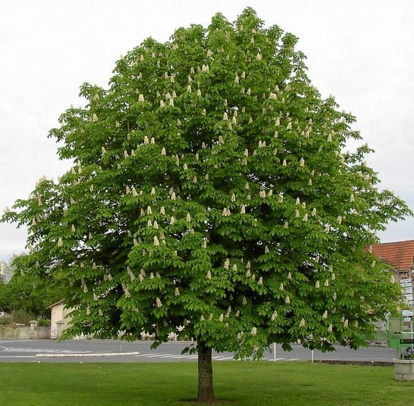  Castaño de indias