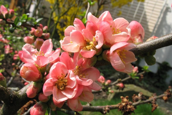 In central Russia, stunted varieties are grown to a height of 1 m, with arcuate branches and spreading crown