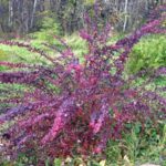  Barberry Ottawa Purpurea