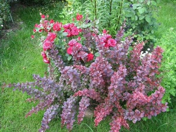  Barberry Ottawa Superba