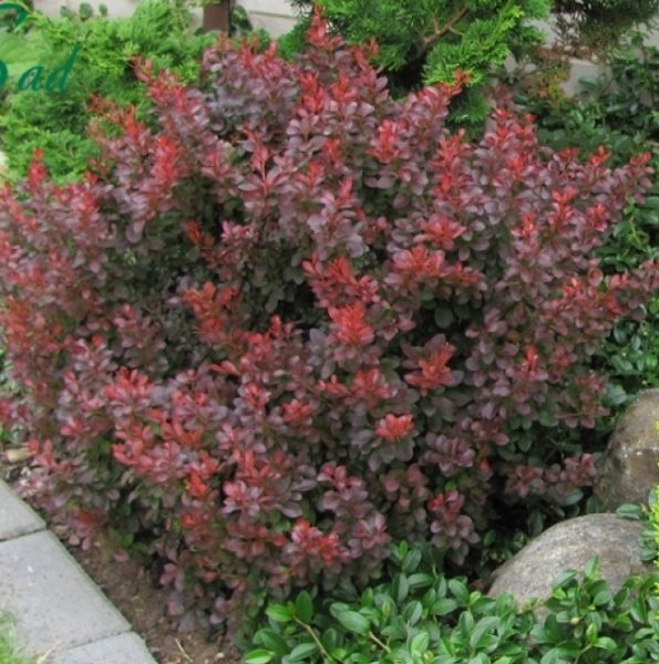  When choosing a landing site, it is necessary to take into account that a large amount of sunlight is needed for the barberry Thunberg Atropurpurea