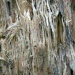  Podredumbre de castaño de tallo blanco