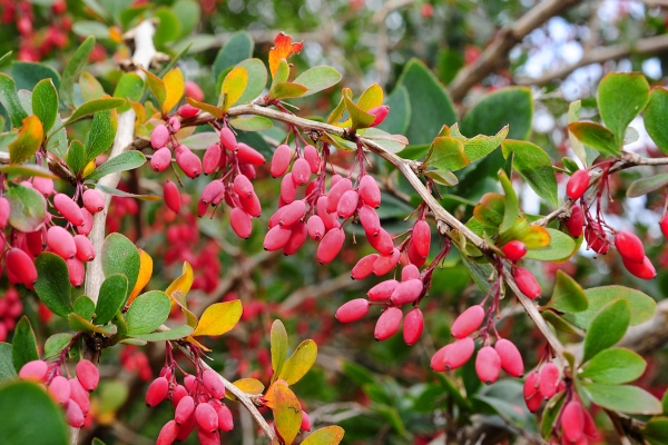 Botanical description of the barberry ordinary, useful properties, planting and care