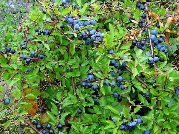  Bush thorns with fruits