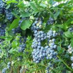  Il mirtillo aiuta a digerire il cibo nello stomaco