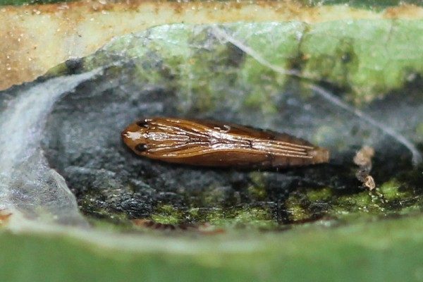  Larva de la polilla minera castaña