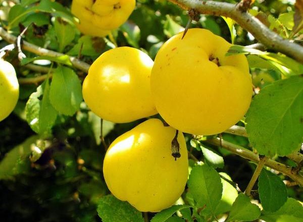  Frutas de membrillo