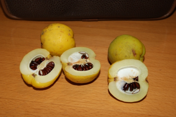  It is best to collect the seeds in the fall and immediately plant in the beds, covered with polyethylene