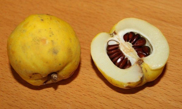  From the seeds of quince get mucus, a positive effect on diseases of the respiratory system