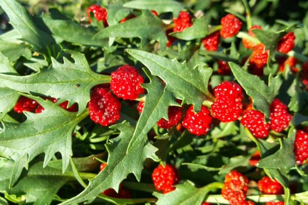  Strawberry Spinach: Plant Description and Application