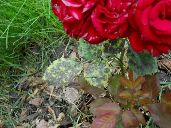  Black spot on roses