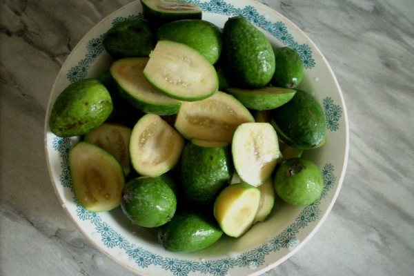  Feijoa grows in Russia - in the Crimea, Krasnodar, Georgia, Azerbaijan, Ukraine