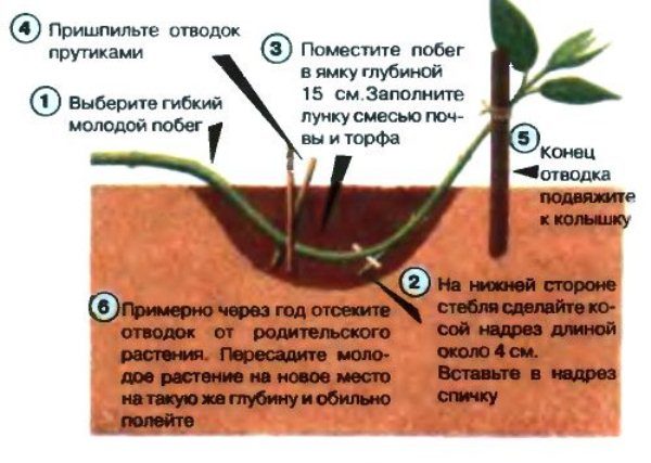  Reproduction of barberry by layering
