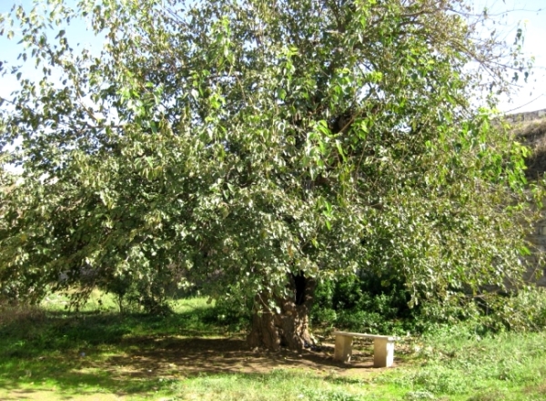  Dependiendo del color de la corteza y los tallos, se distinguen las moras blancas, negras y rojas.