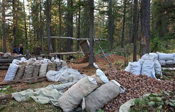  Conuri de pin în saci, gata pentru transport