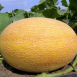  Il melone contiene molti acidi difficili da digerire.