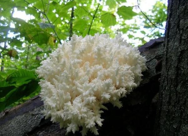  Blackberry coral