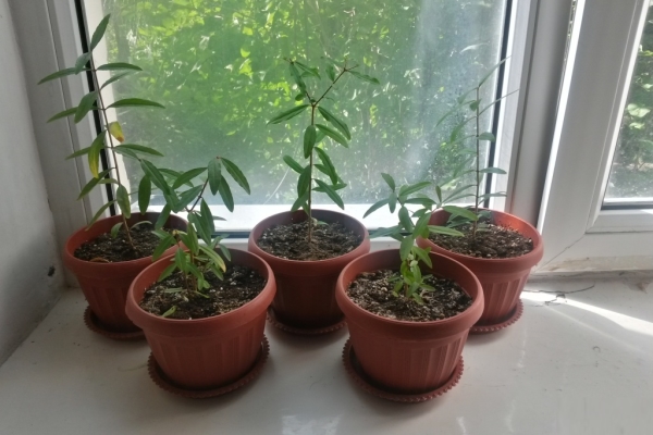  Para cultivar una granada enana, puede tomar las semillas compradas en la tienda, o esquejes