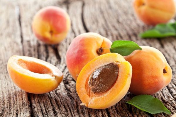  How to grow apricot from the stone