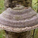  Tinder mushroom