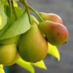  Le pere sono ricche di tannini