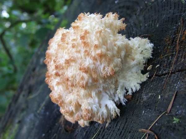  Matured Ezhevik coral